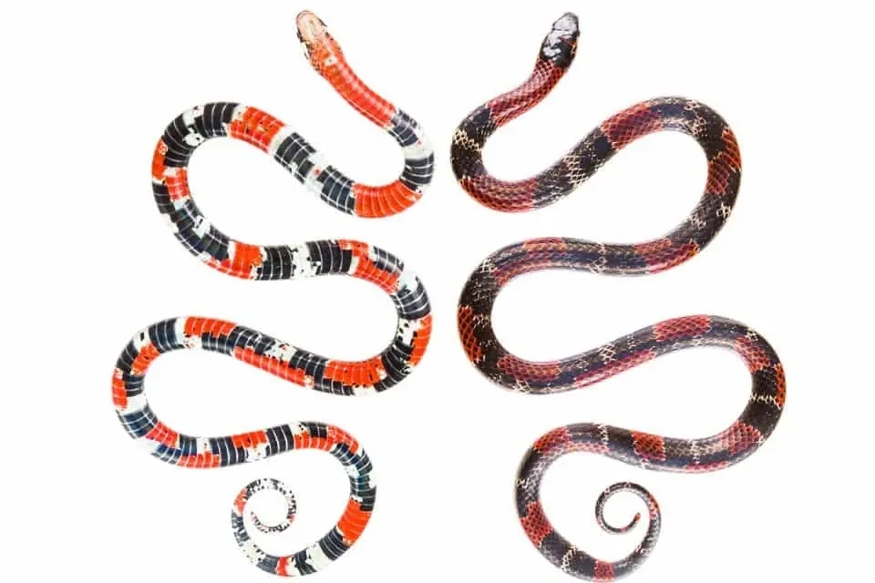 Vibrant Coral Snake with distinctive red, black, and white banding, gracefully coiled on a white backdrop, seen at Mashpi Lodge.