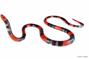 A vibrant Coral Snake with distinctive black, white, and red banding, known for its potent venom, isolated on a white background.