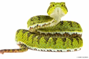 A striking Bothriechis schlegelii, or Eyelash Viper, with vivid green scales, curled and ready to strike, against a white background at Mashpi Lodge.