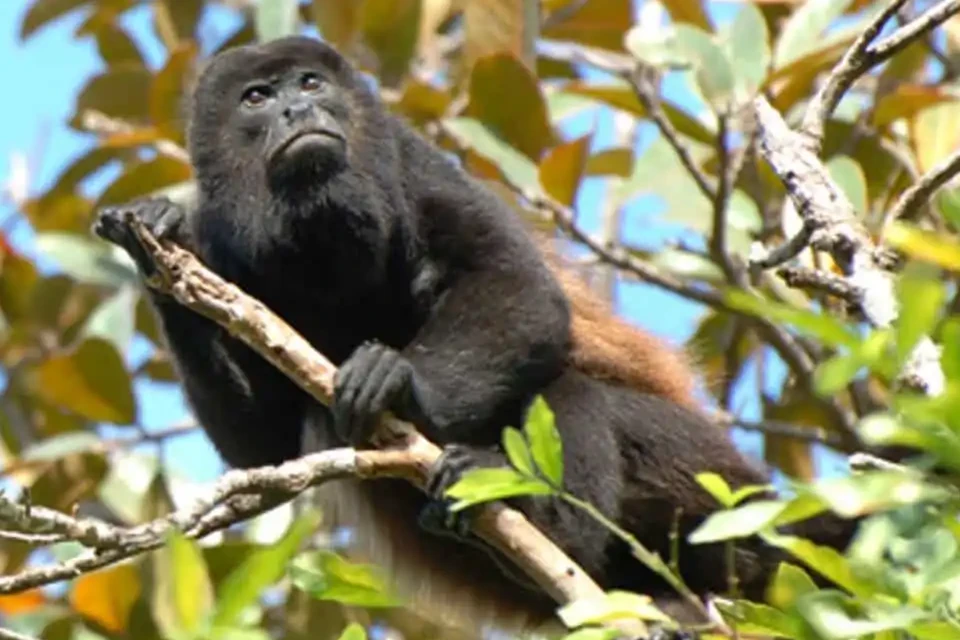 An inquisitive Howler Monkey perched on a branch at Mashpi Lodge, amidst the vibrant treetops of Ecuador's cloud forest.
