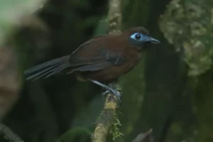 Immaculate antbird perched on a moss-covered branch at Mashpi Lodge, a serene representation of Ecuador's birdlife.