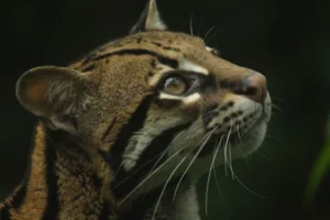 Close-up of an ocelot at Mashpi Lodge, its gaze fixed upward, highlighting the enigmatic wildlife of the Ecuadorian cloud forest.