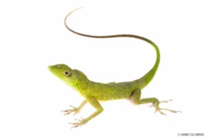 Vibrant green lizard with a long tail, a denizen of Mashpi Lodge, captured in a minimalist setting.