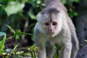 A curious capuchin monkey cautiously approaches through the dense foliage of Mashpi Lodge's surrounding forest.