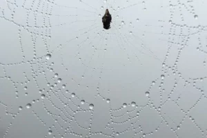 Delicate spiderweb at Mashpi Lodge, bejeweled with morning dew drops against a misty backdrop.