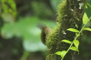 A Western Dwarf Squirrel peers out from behind a moss-covered tree in the lush greenery of Mashpi Lodge, Ecuador.