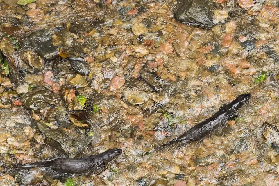Two Mammals navigate a wet rock surface in the lush Mashpi Lodge reserve, demonstrating wildlife diversity.