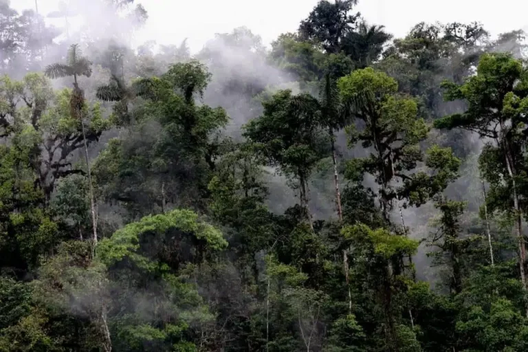 Misty veil dances among the emerald canopy of the Mashpi Lodge cloud forest in Ecuador.