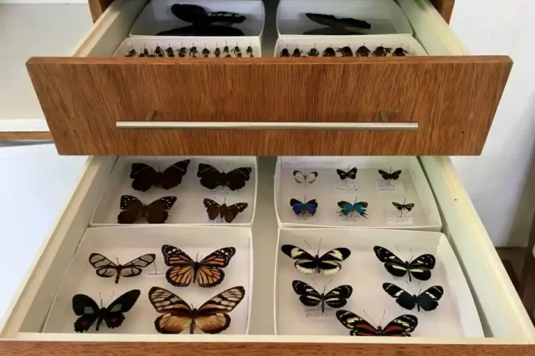 An open drawer reveals a curated collection of vibrant butterflies, showcasing biodiversity research at Mashpi Lodge.
