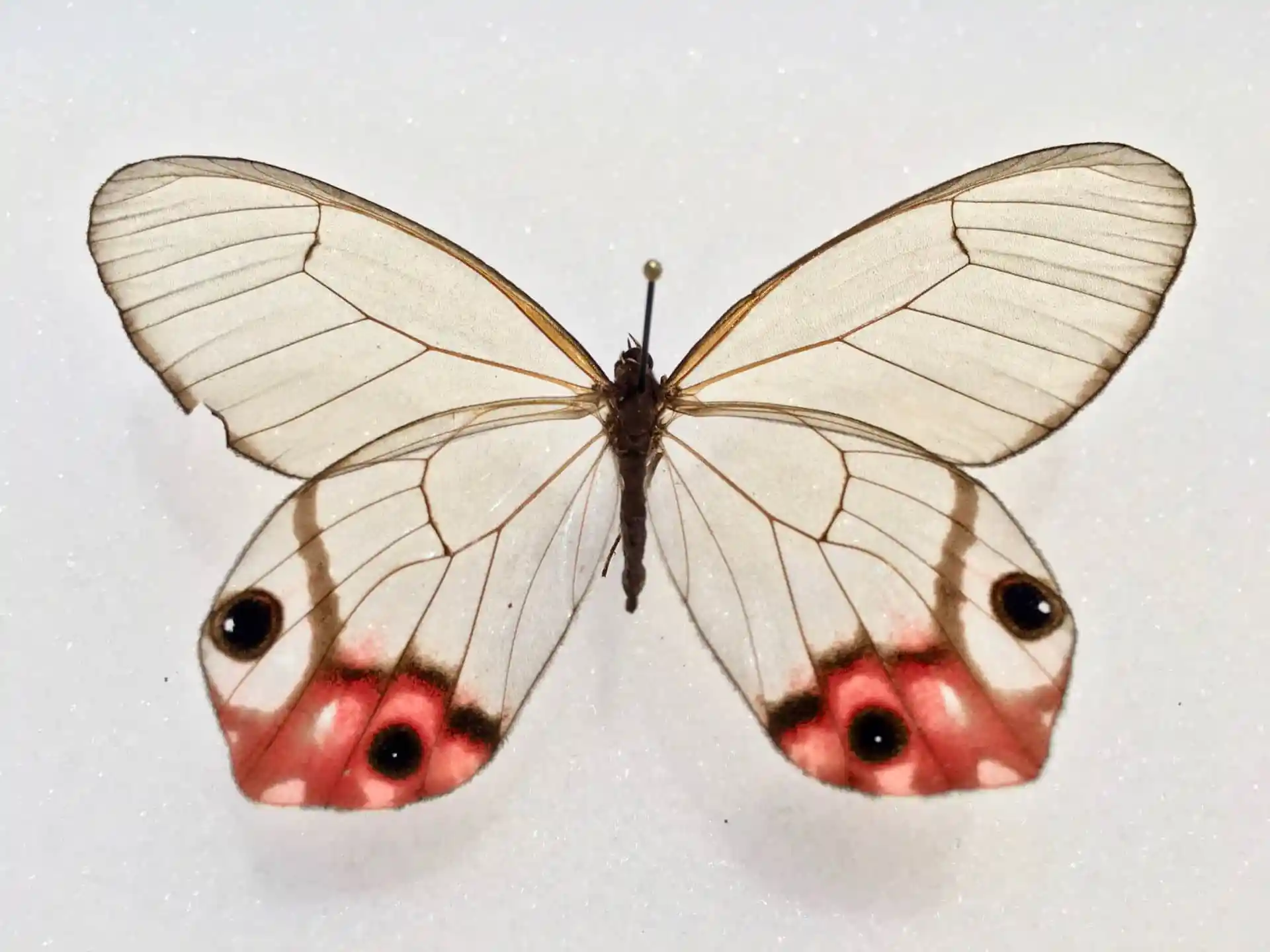 Reserch butterfly