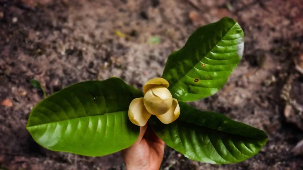 Magnolia Hand holding a delicate magnolia flower and leaves, a symbol of nature's intricate beauty found in the Mashpi rainforest.