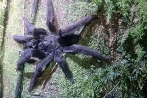 A large tarantula on a mossy tree bark at Mashpi Lodge, showcasing the lodge's diverse ecosystem.