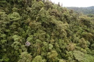 Aerial view of a cable car traversing the lush canopy of Mashpi Lodge's tropical forest, highlighting ecotourism and conservation.