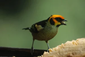 Vibrant Flame-faced Tanager perched at Mashpi Lodge, showcasing the area's rich biodiversity.