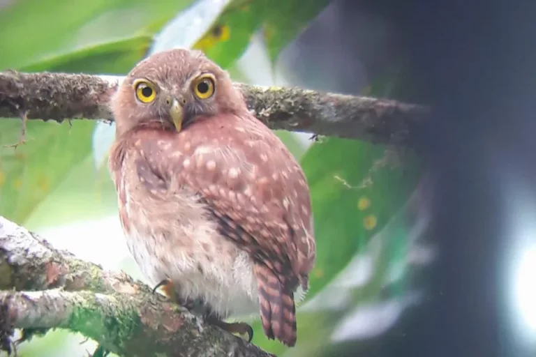 An inquisitive Andean Pygmy Owl perched on a branch at Mashpi Lodge, a vibrant gaze amidst the greenery.