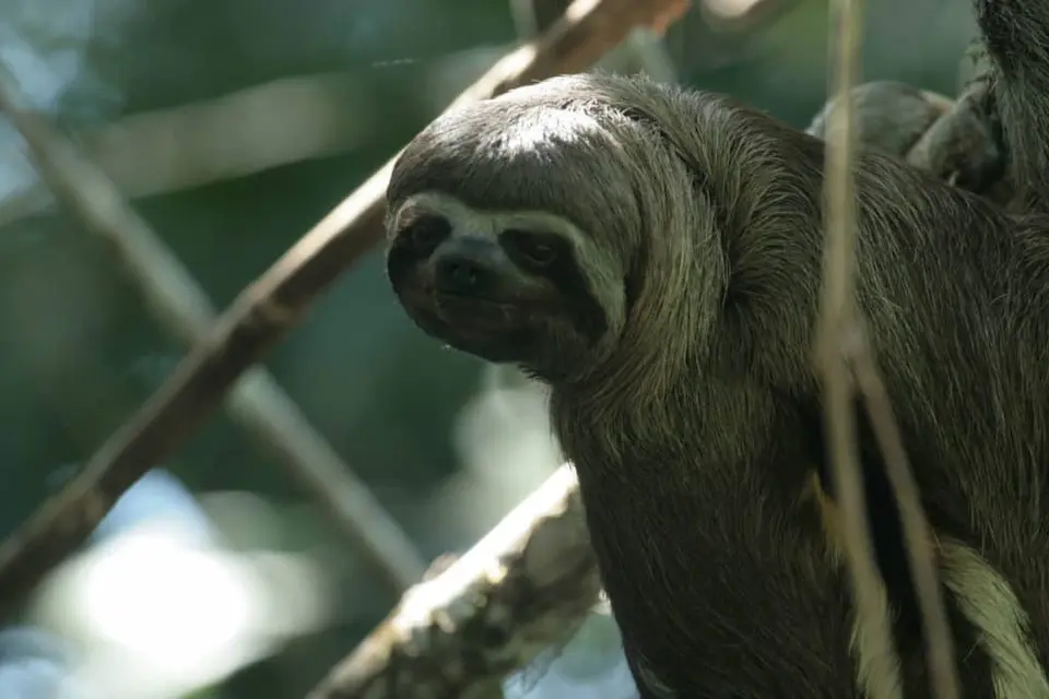 Serene sloth leisurely hanging in the lush green canopy of Mashpi Lodge, a sanctuary of biodiversity and conservation.