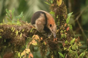 Silky anteater foraging on a mossy tree in Mashpi Lodge, showcasing the area's rich biodiversity.