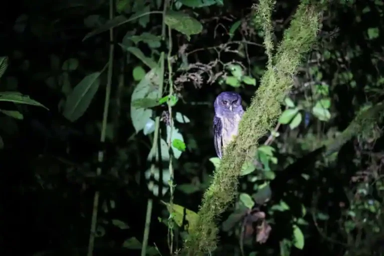 An enigmatic nightjar perches silently on a moss-covered branch at night within the biodiverse region of Mashpi Lodge.