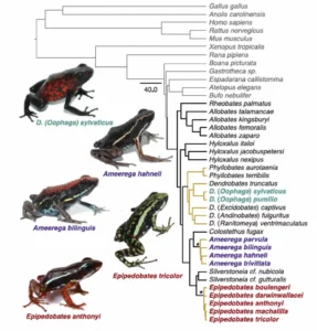 Relaciones evolutivas entre algunas ranas venenosas de la familia dendrobatidae y otros organismos