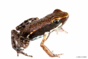 Close-up of a poison frog at Mashpi Lodge, a symbol of Ecuador's unique biodiversity.