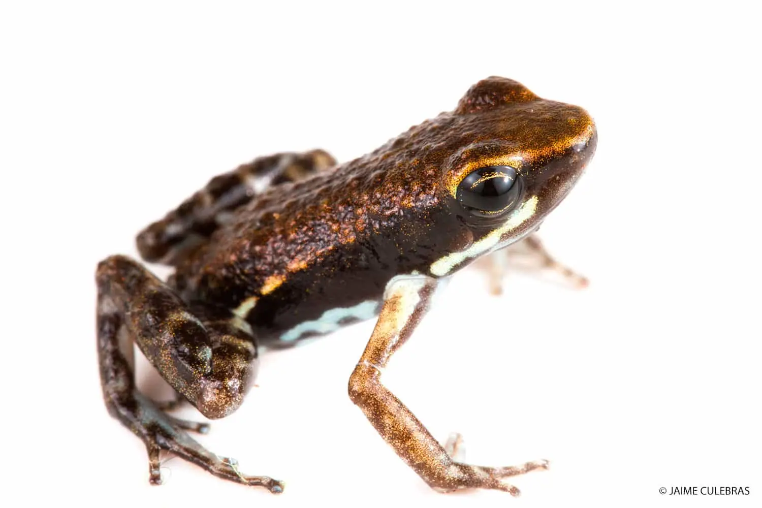 Epipedobates frog