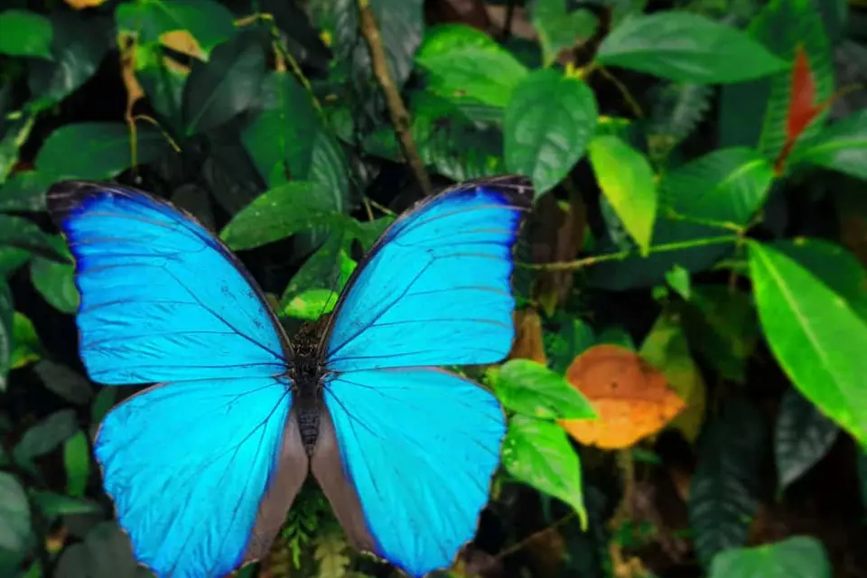 Vivid blue butterfly perched on foliage at Mashpi Lodge, showcasing nature's brilliant palette.