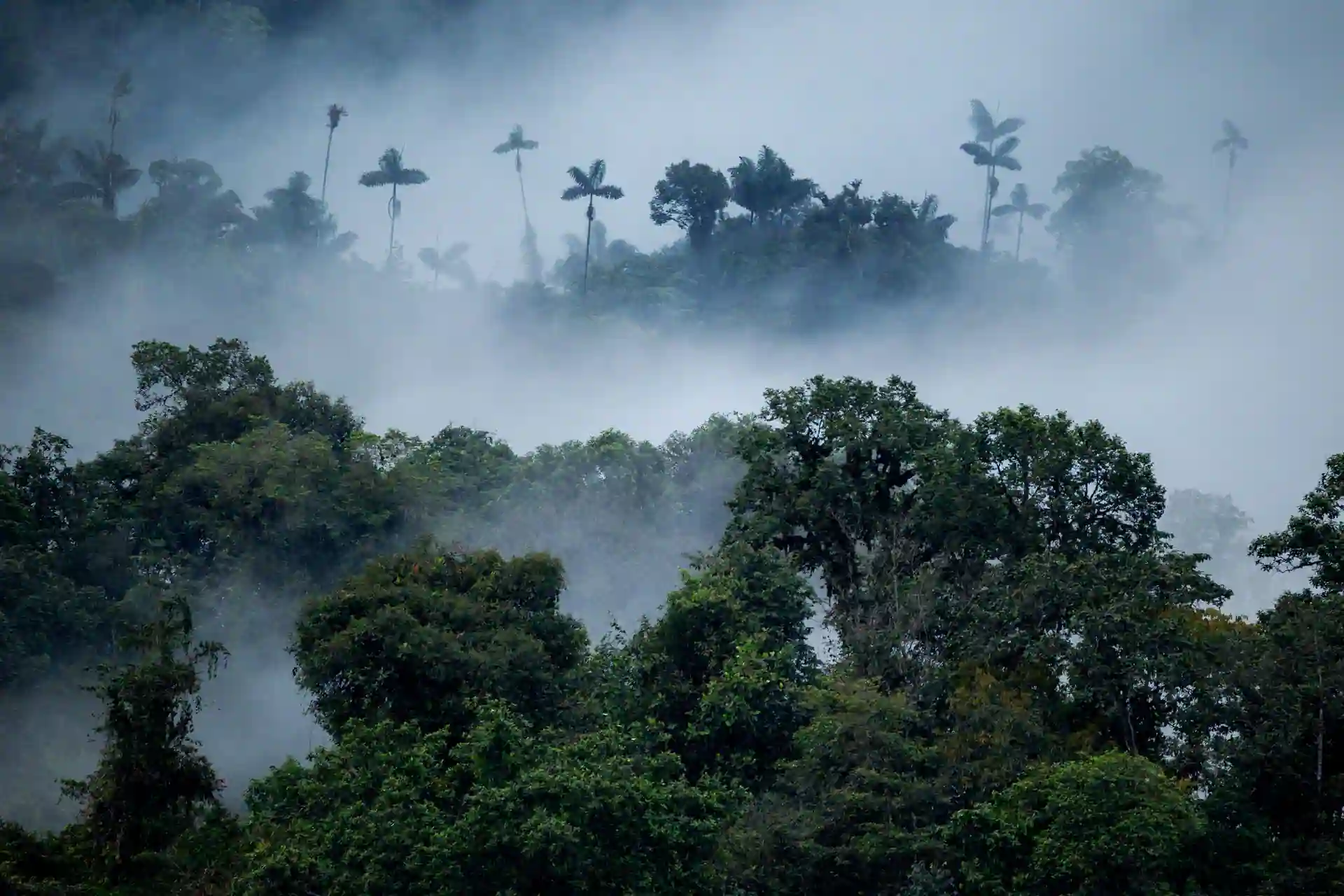 Veil of the Forest