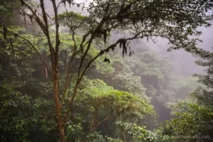 Misty cloud forest canopy at Mashpi Lodge, showcasing the lush greenery and biodiversity of the Ecuadorian rainforest.