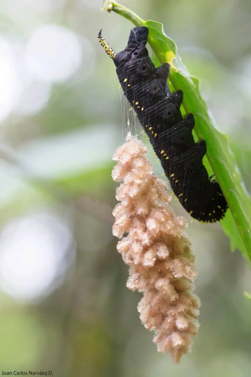 Parasitoid wasp cocoons alongside a caterpillar at Mashpi Lodge, showcasing the forest's complex ecosystem.
