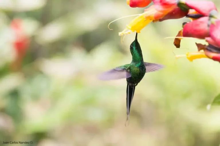 Green-crowned Brilliant hummingbird feeding on nectar at Mashpi Lodge, immersed in Ecuador's cloud forest.