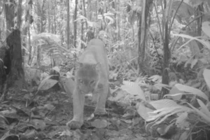 Stealthy puma caught on camera, prowling the lush underbrush near Mashpi Lodge, a rare glimpse into the secretive life of wild cats.