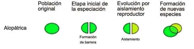 alopatrica alopatrica