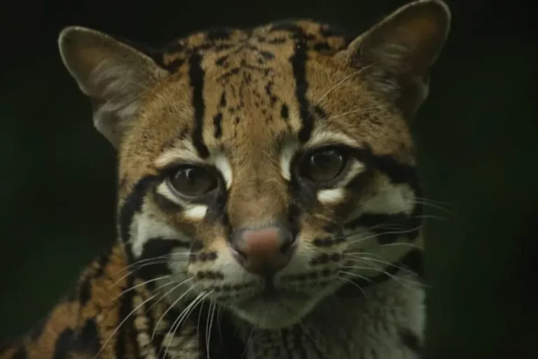 Intense gaze of an ocelot at Mashpi Lodge, highlighting the rich biodiversity of the Ecuadorian rainforest.