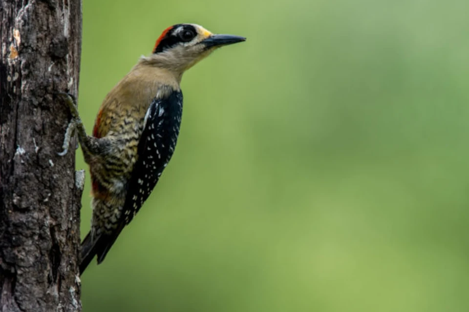 Black-cheeked woodpecker perched on a tree at Mashpi Lodge, a beacon of avian diversity in the Ecuadorian cloud forest.