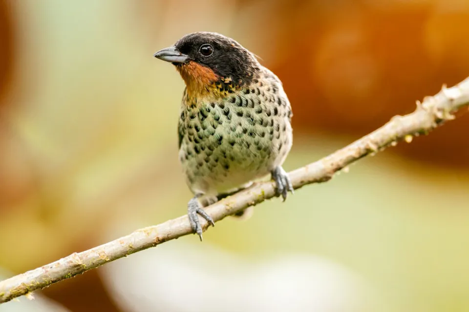 Una vibrante Tangara de Berilo se posa graciosamente, resaltando la biodiversidad del bosque nuboso de Mashpi Lodge.