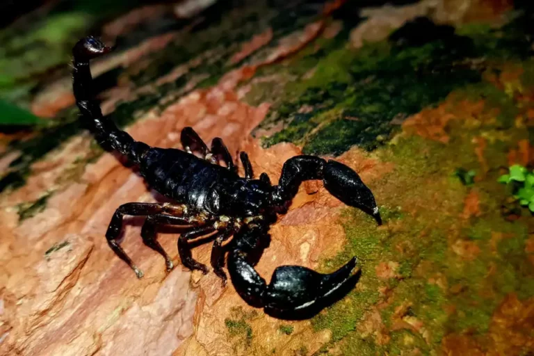 A vigilant black scorpion poised on a tree bark at Mashpi Lodge, showcasing the biodiversity of the Ecuadorian rainforest.