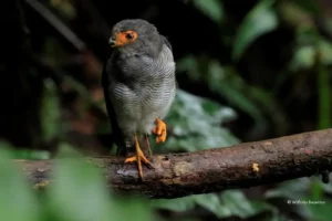 Tiny Hawk perched in the serene Mashpi Cloudforest, a testament to the Ecuadorian rainforest's avian diversity.