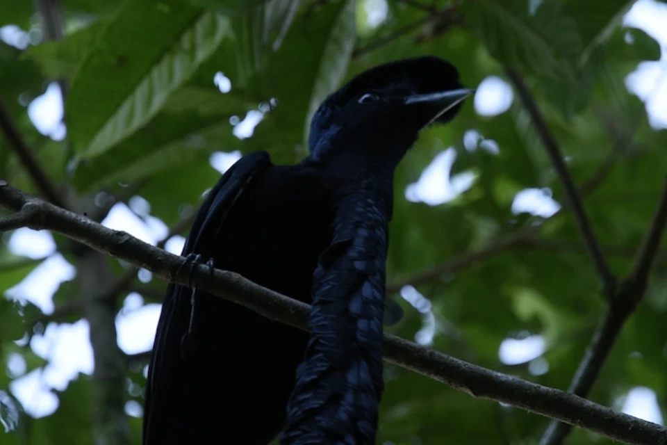 Silhouetted against the Ecuadorian rainforest canopy, a black bird surveys its lush domain, a sentinel in the serene wilds of Mashpi Lodge.