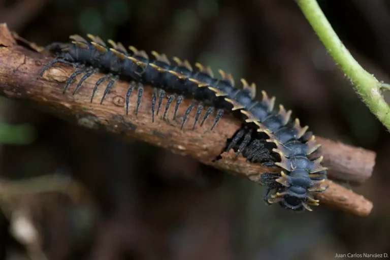 Intricate millipede navigating a branch, showcasing the biodiversity at Mashpi Lodge in the Ecuadorian rainforest.