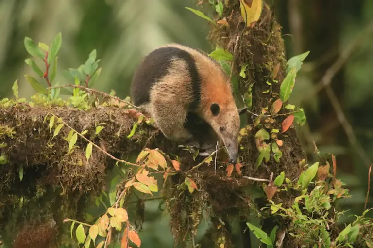 Anteater in its natural habitat at Mashpi Lodge, a serene and green eco-retreat in the Ecuadorian rainforest.