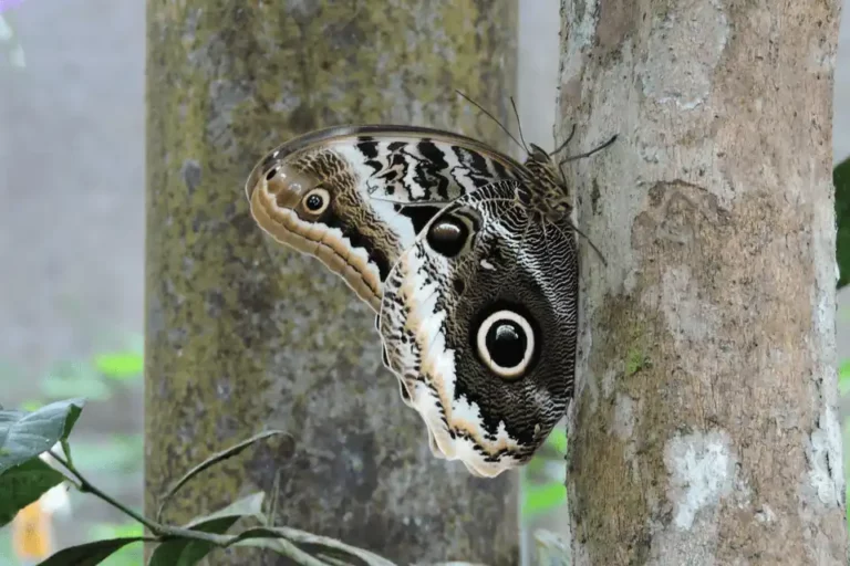 Giant Owl Butterfly with eye-patterned wings rests on a tree trunk at Mashpi Lodge, highlighting the area's ecological diversity.