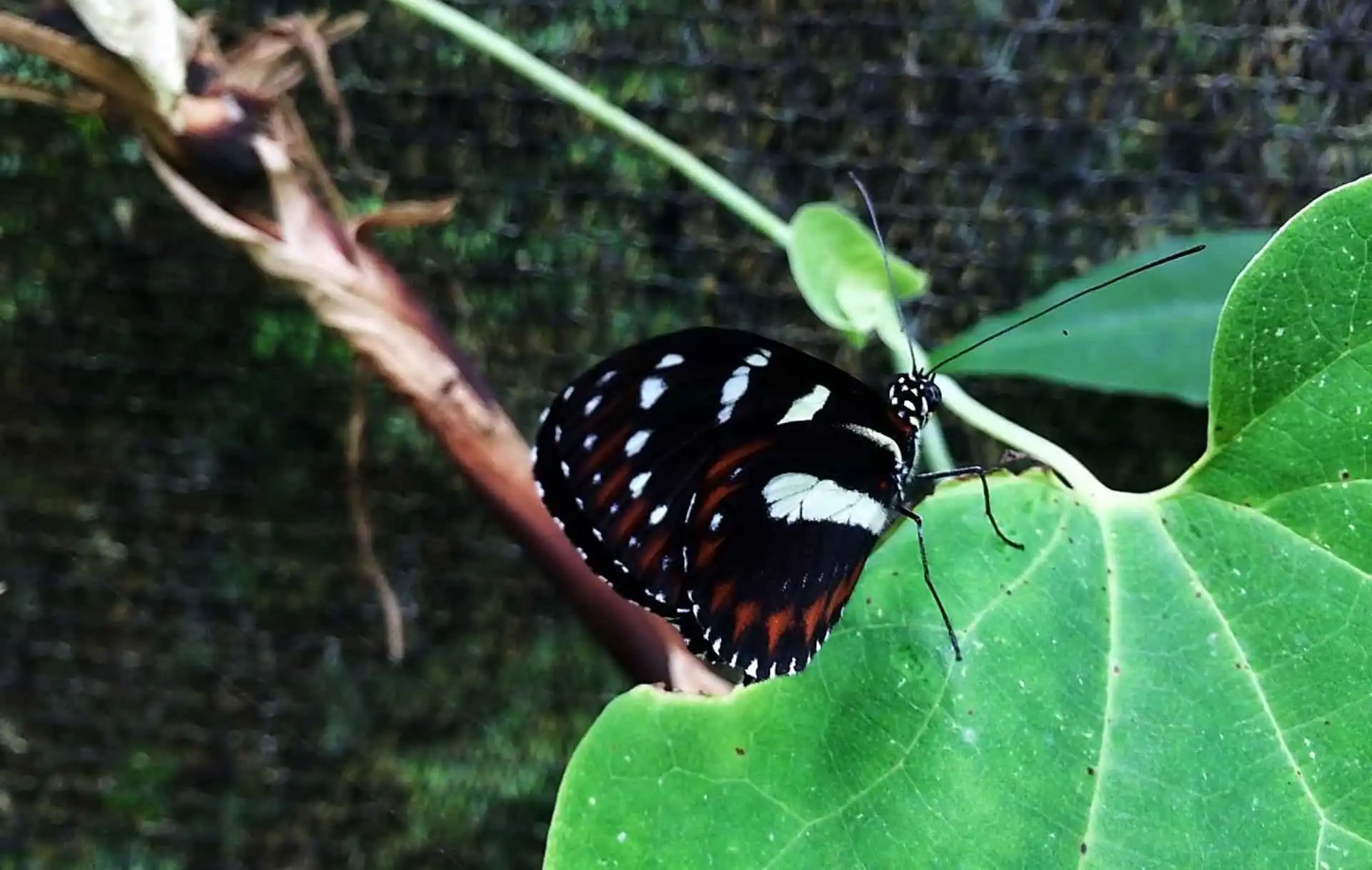 Heliconius atthis butterfly in life center