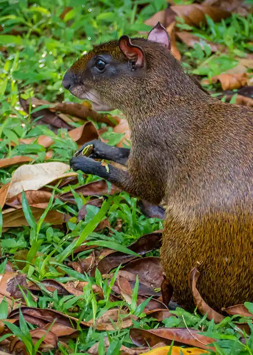 An Agouti foraging on the forest floor, a common sight in the biodiverse habitat of Mashpi Lodge.