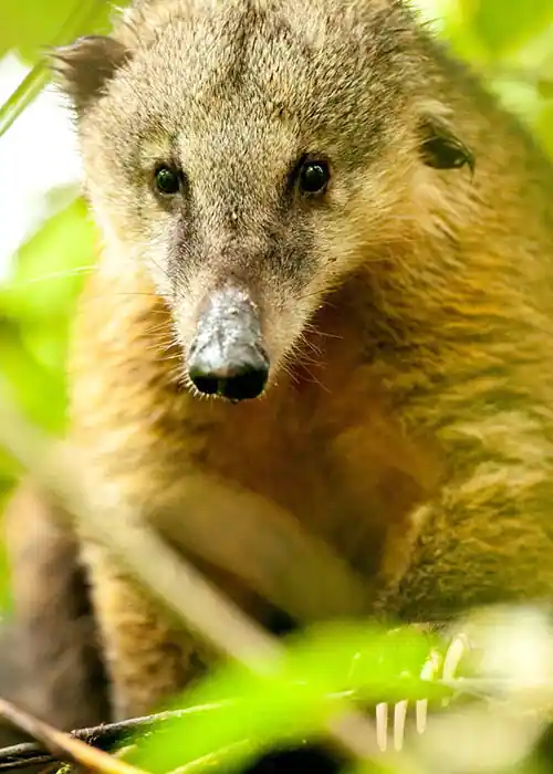 Close-up of a Coati among lush greenery at Mashpi Lodge, showcasing the curious nature of local wildlife.