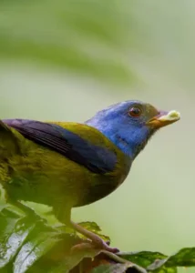 Moss-Backed Tanager