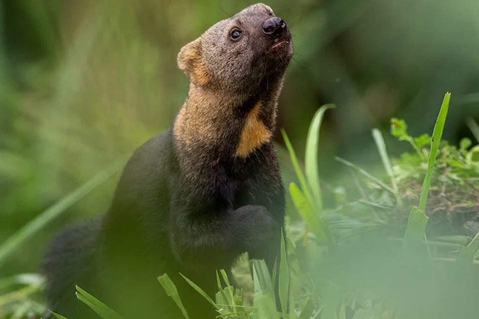 Curious tayra peering through the lush undergrowth at Mashpi Lodge, a beacon of wildlife conservation in Ecuador.