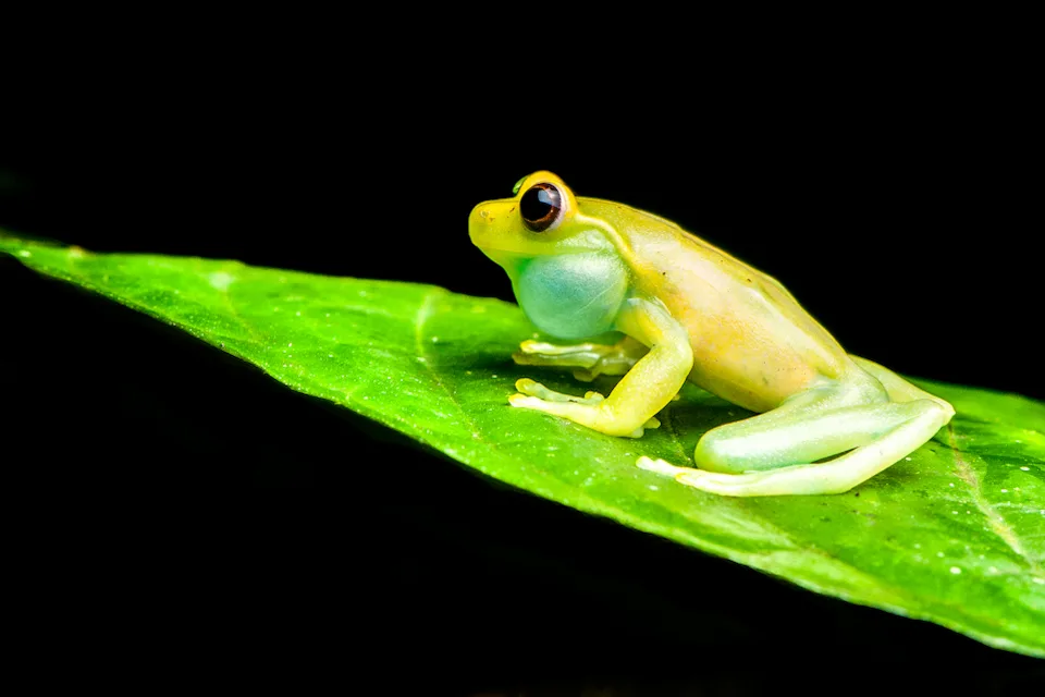 Glass frog on a leaf, a species found at Mashpi Lodge, symbolizing the Ecuadorian forest's diversity