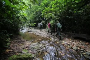 Travelers trek along a serene stream in the dense Mashpi Lodge forest, exploring the richness of Ecuador's biodiversity.