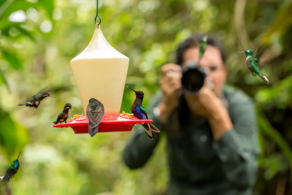 Descubre los 5 Mejores Lugares para Ver Colibríes en Ecuador