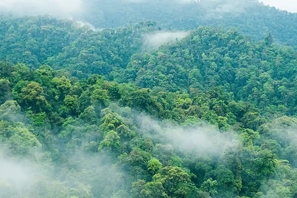 Misty clouds weave through the emerald canopy of Mashpi Lodge's cloud forest, a breathtaking example of Ecuador's natural splendor.